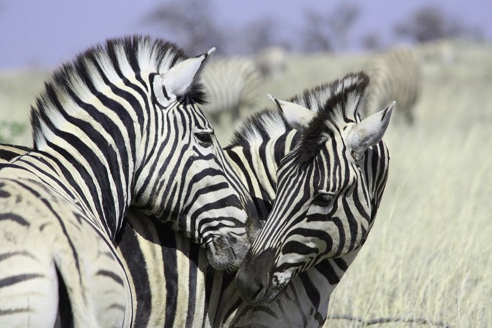 Envie d'ailleurs destination Namibie