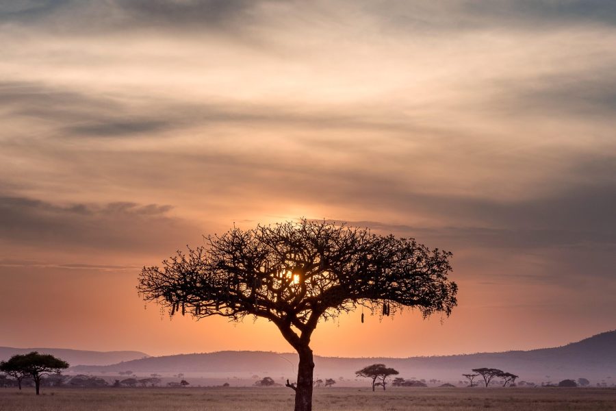 Sensationnelle Afrique du Sud