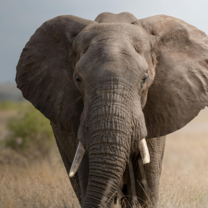 [Vignette] Afrique du sud (2)