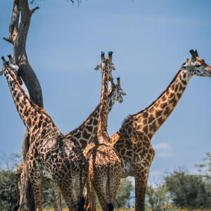 [Vignette] Kenya (3)