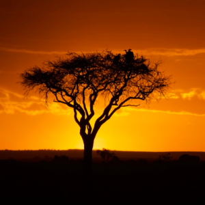 [Vignette] Kenya (4)